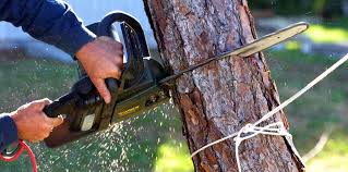 Tree and Shrub Care in Springfield, IL
