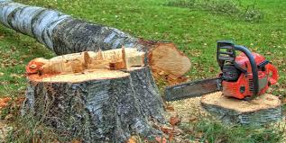 Reliable Springfield, IL Tree Services Solutions